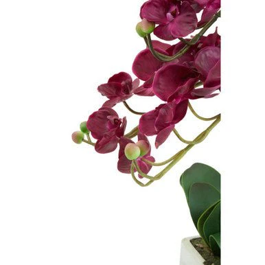 Fiori Aubergine Orchid Plant - Image 12