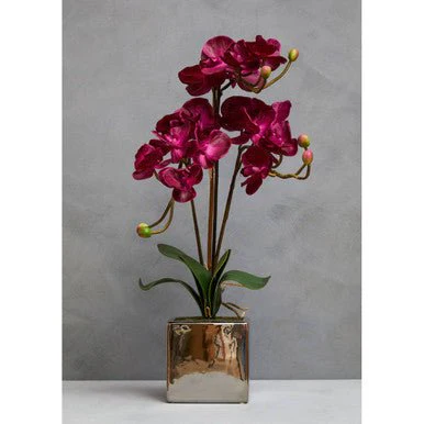 Fiori Aubergine Orchid Plant - Image 9