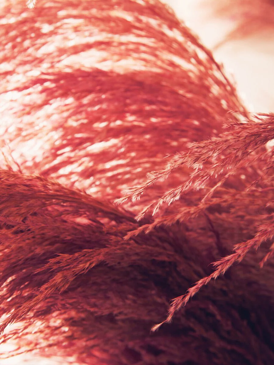 Fiori Pink Stem Pampas Grass - Image 7